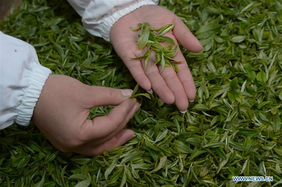 CHINA-GUIZHOU-DANZHAI COUNTY-TEA PRODUCTION-POVERTY ALLEVIATION (CN)