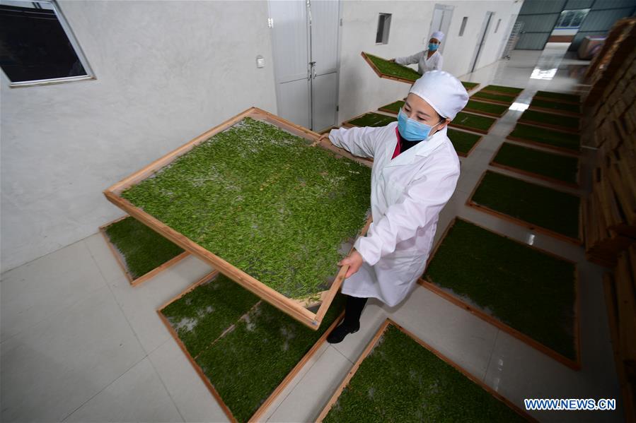 CHINA-GUIZHOU-DANZHAI COUNTY-TEA PRODUCTION-POVERTY ALLEVIATION (CN)