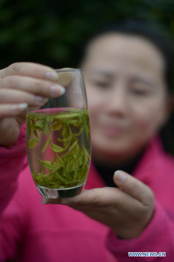 CHINA-GUIZHOU-DANZHAI COUNTY-TEA PRODUCTION-POVERTY ALLEVIATION (CN)