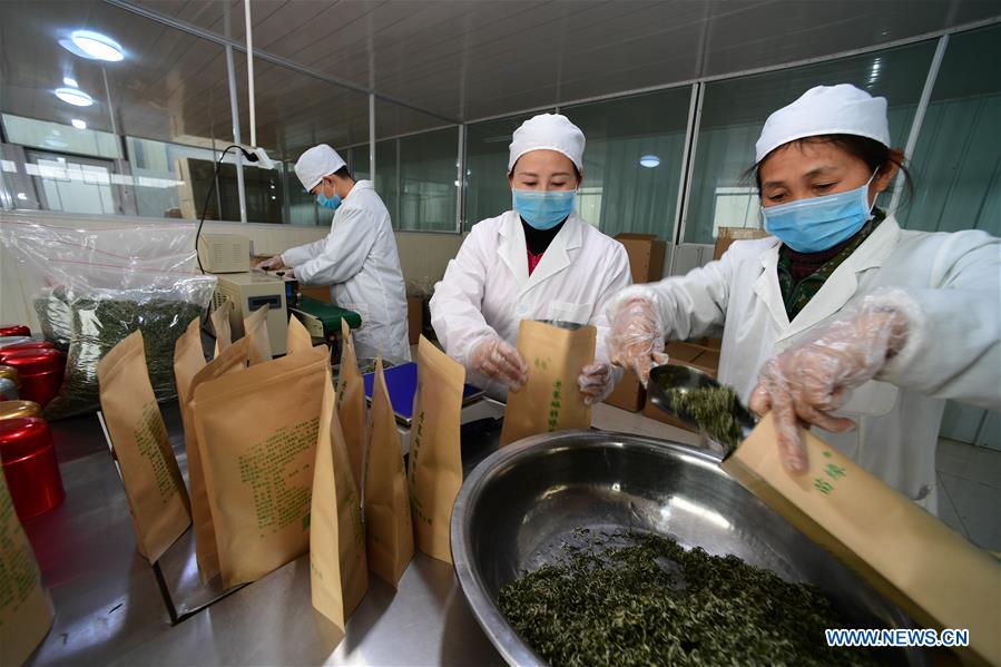 CHINA-GUIZHOU-DANZHAI COUNTY-TEA PRODUCTION-POVERTY ALLEVIATION (CN)