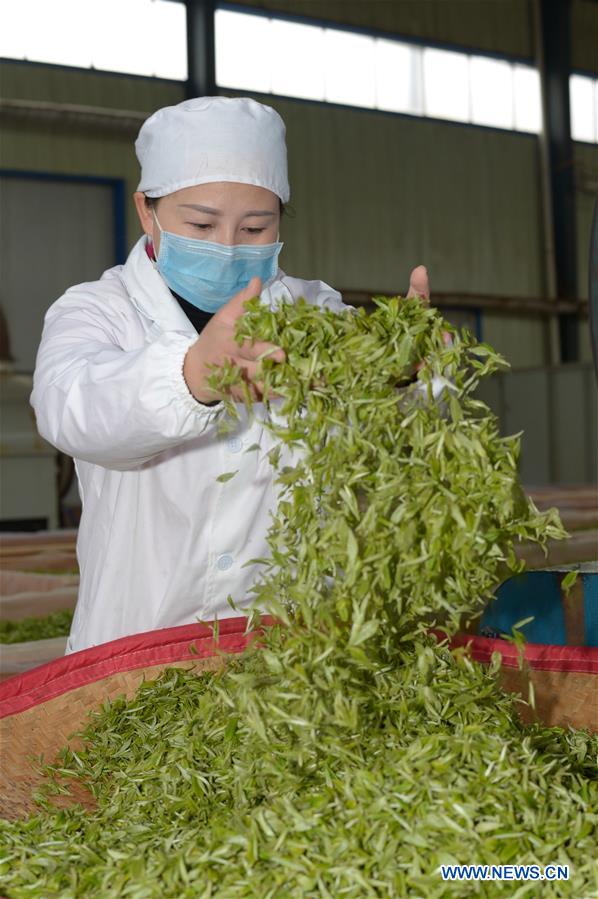 CHINA-GUIZHOU-DANZHAI COUNTY-TEA PRODUCTION-POVERTY ALLEVIATION (CN)