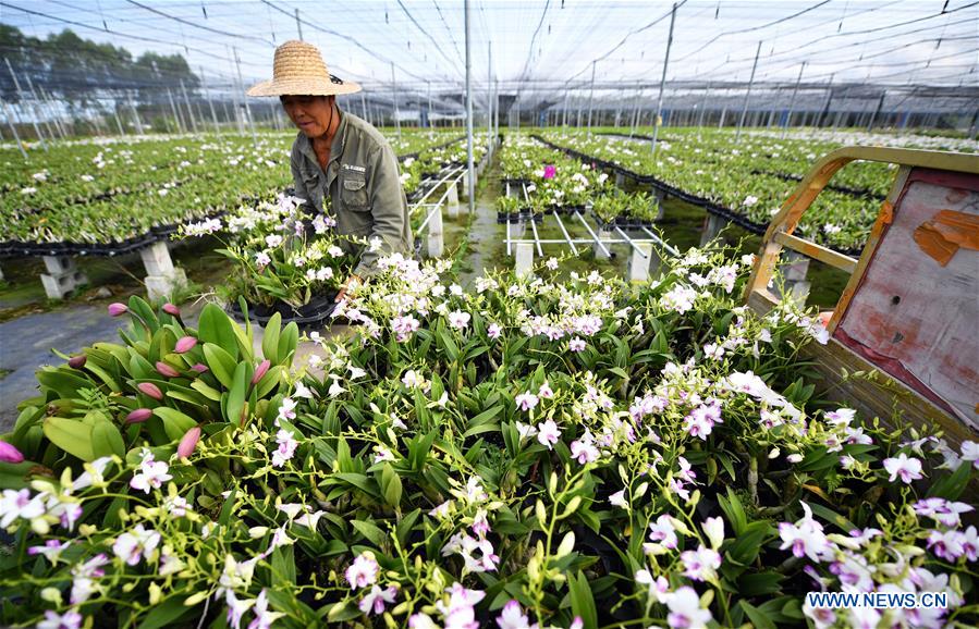 CHINA-HAINAN-DONGFANG-SPRING-FARMING-POVERTY ALLEVIATION (CN)