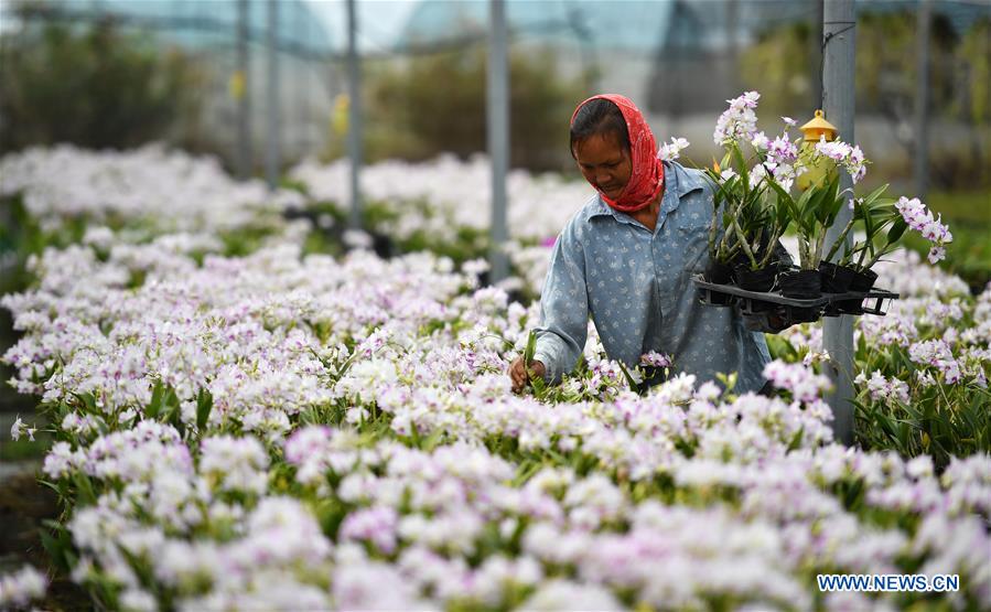 CHINA-HAINAN-DONGFANG-SPRING-FARMING-POVERTY ALLEVIATION (CN)