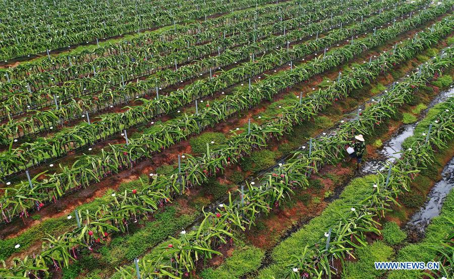 CHINA-HAINAN-DONGFANG-SPRING-FARMING-POVERTY ALLEVIATION (CN)
