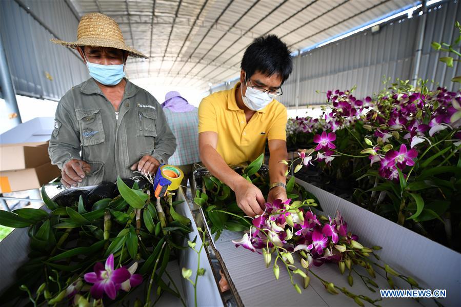 CHINA-HAINAN-DONGFANG-SPRING-FARMING-POVERTY ALLEVIATION (CN)