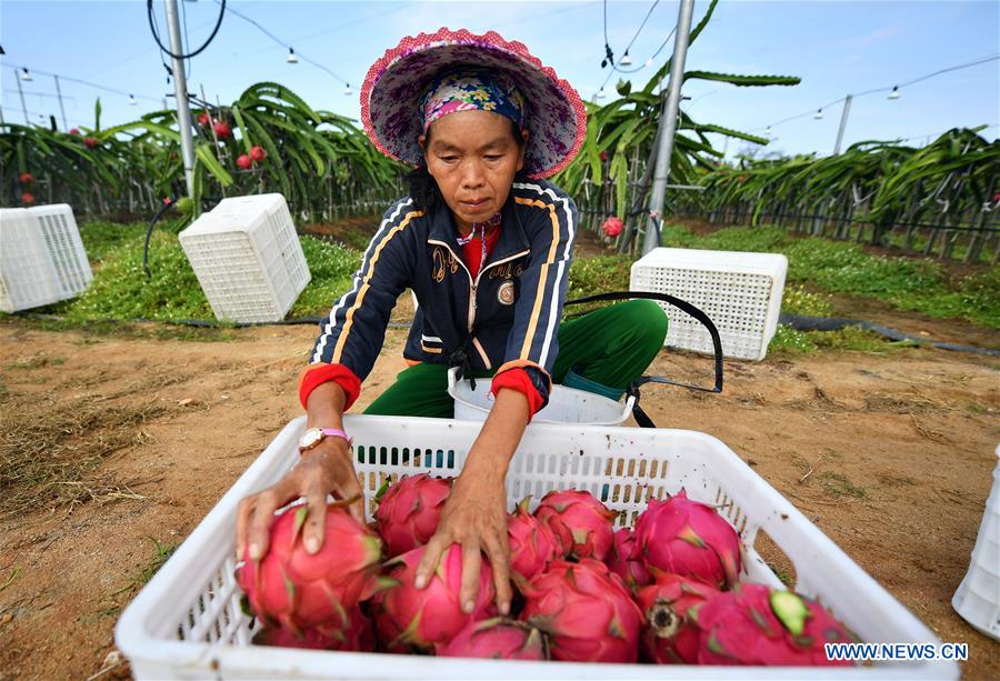 CHINA-HAINAN-DONGFANG-SPRING-FARMING-POVERTY ALLEVIATION (CN)