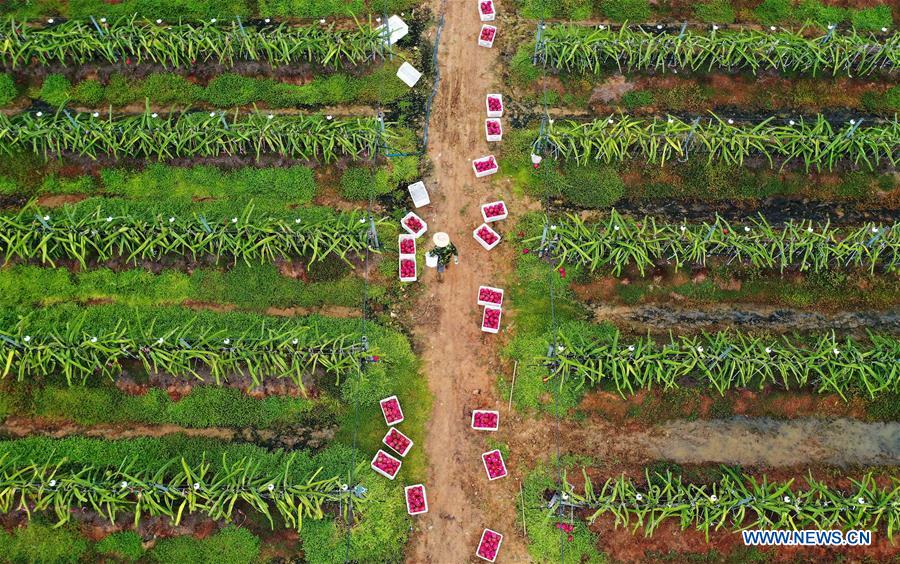 CHINA-HAINAN-DONGFANG-SPRING-FARMING-POVERTY ALLEVIATION (CN)