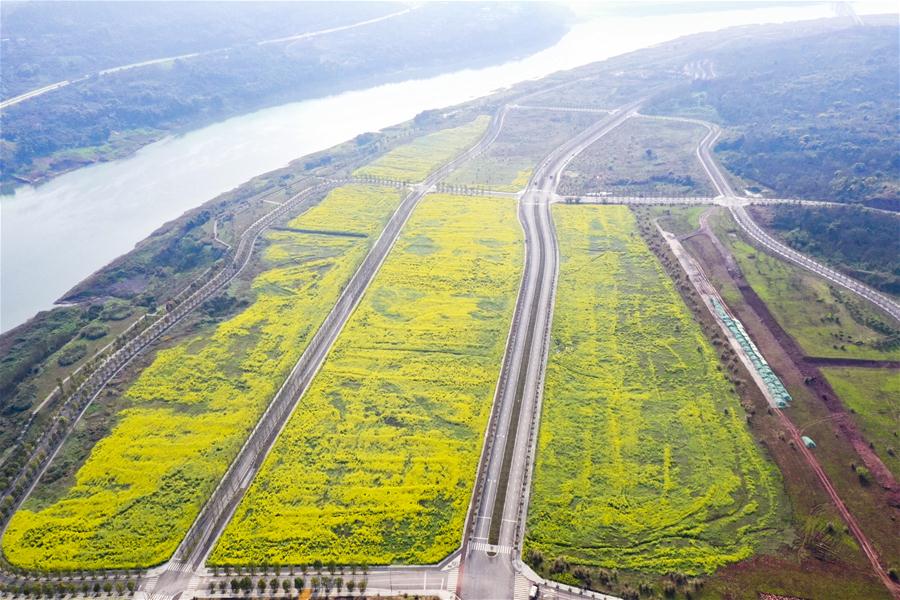 CHINA-CHONGQING-GUANGYANG-COLE FLOWERS (CN)