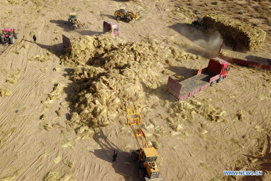 CHINA-GANSU-GULANG-DESERT-AFFORESTATION (CN)