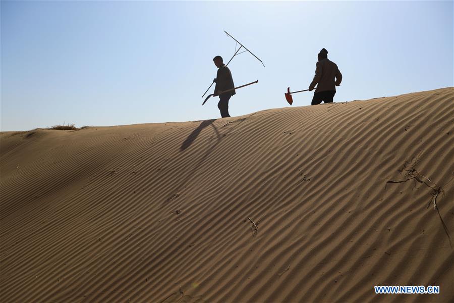 CHINA-GANSU-GULANG-DESERT-AFFORESTATION (CN)