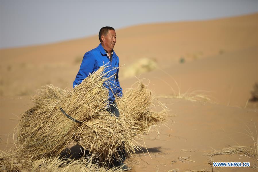 CHINA-GANSU-GULANG-DESERT-AFFORESTATION (CN)