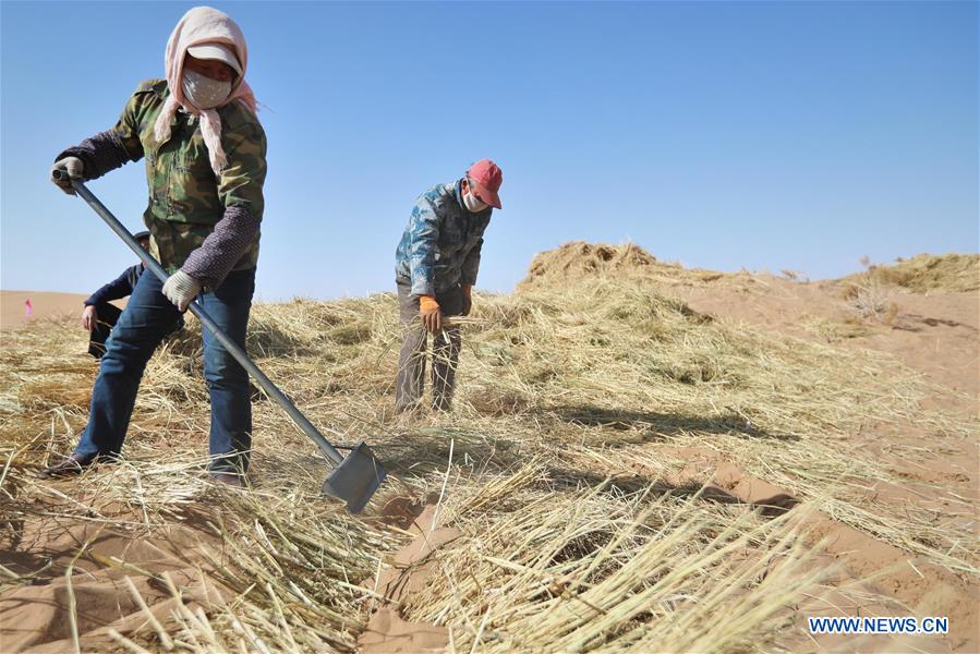 CHINA-GANSU-GULANG-DESERT-AFFORESTATION (CN)