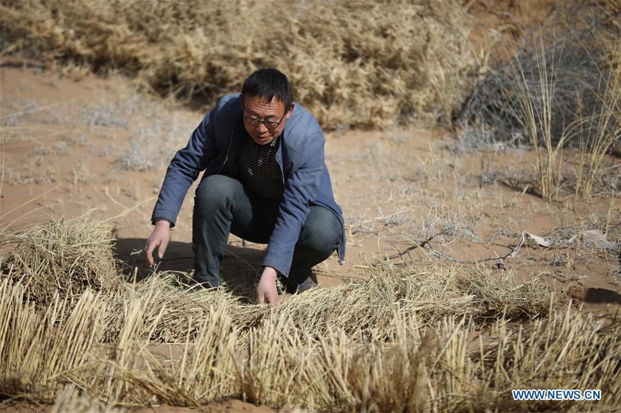 CHINA-GANSU-GULANG-DESERT-AFFORESTATION (CN)