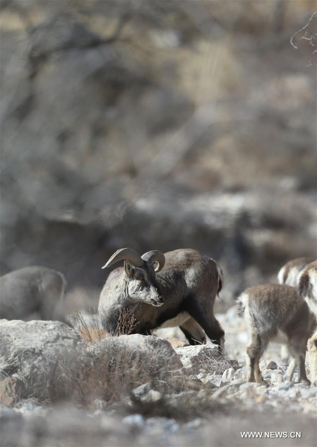 CHINA-NINGXIA-HELAN MOUNTAIN-BLUE SHEEP (CN)