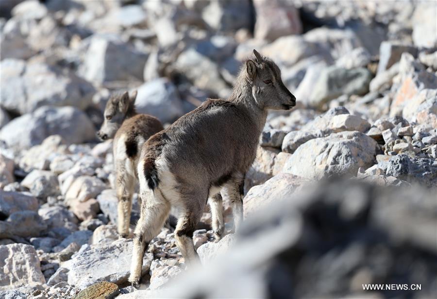 CHINA-NINGXIA-HELAN MOUNTAIN-BLUE SHEEP (CN)