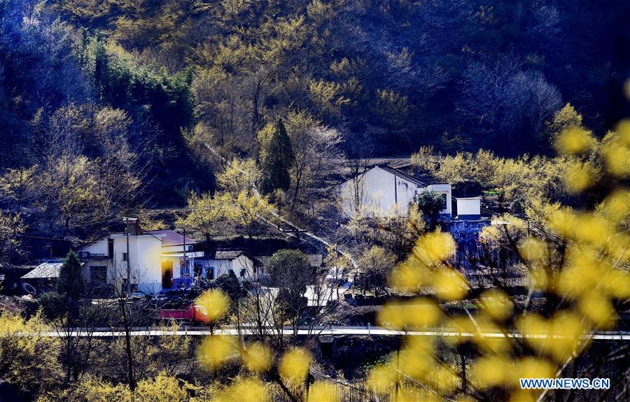 CHINA-SHAANXI-HANZHONG-DOGWOOD-FLOWER (CN)