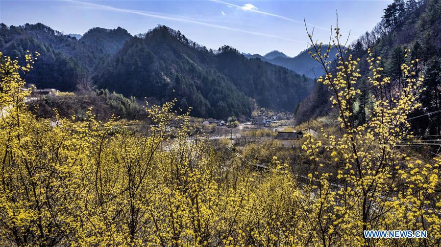 CHINA-SHAANXI-HANZHONG-DOGWOOD-FLOWER (CN)