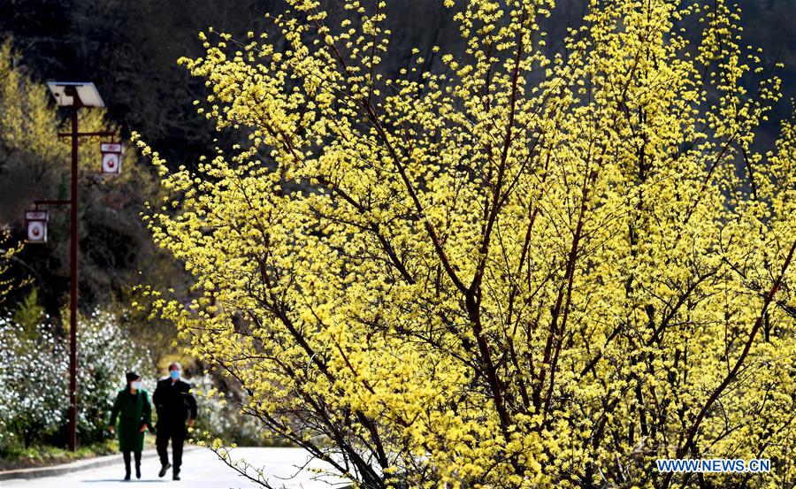 CHINA-SHAANXI-HANZHONG-DOGWOOD-FLOWER (CN)