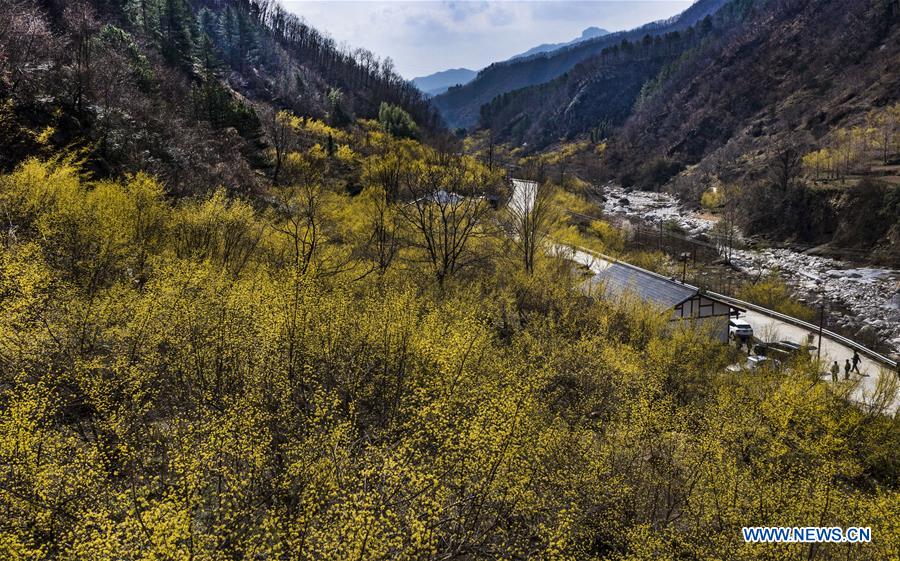 CHINA-SHAANXI-HANZHONG-DOGWOOD-FLOWER (CN)
