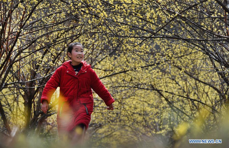 CHINA-SHAANXI-HANZHONG-DOGWOOD-FLOWER (CN)