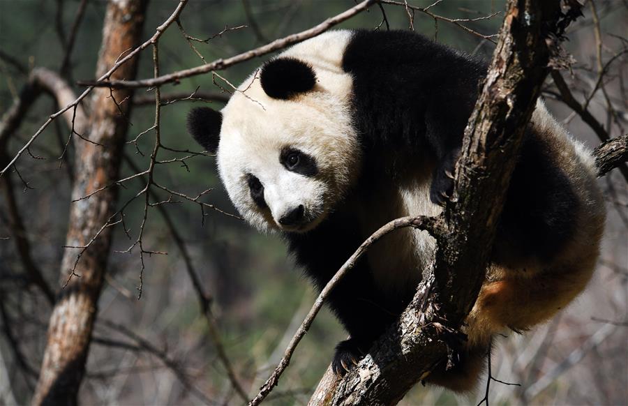 CHINA-SHAANXI-FOPING-PANDA (CN)