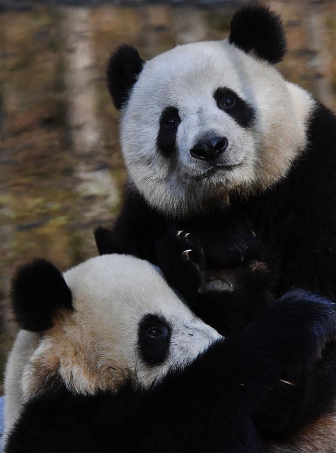 CHINA-SHAANXI-FOPING-PANDA (CN)