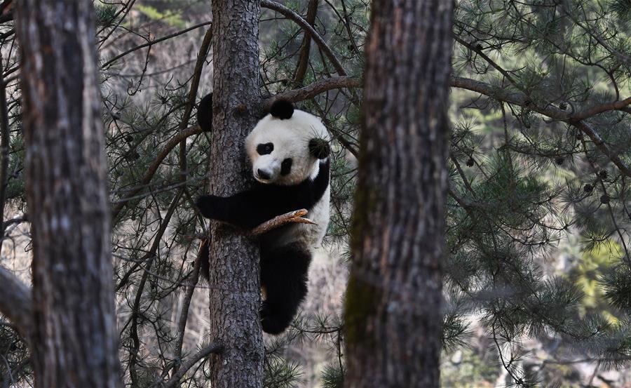 CHINA-SHAANXI-FOPING-PANDA (CN)