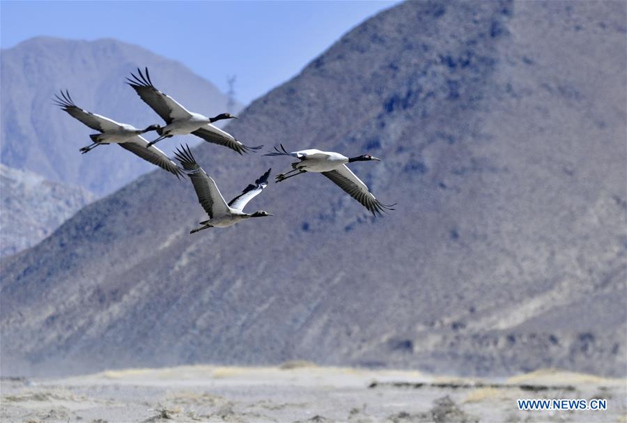 CHINA-TIBET-XIGAZE-BIRDS (CN)