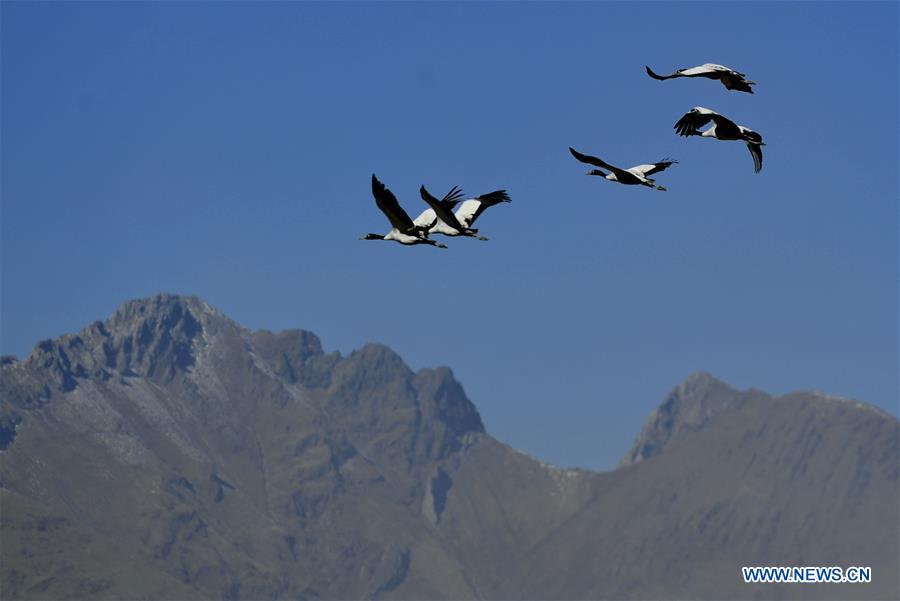 CHINA-TIBET-XIGAZE-BIRDS (CN)