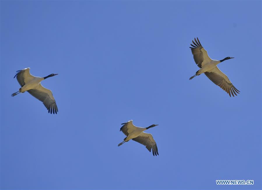 CHINA-TIBET-XIGAZE-BIRDS (CN)