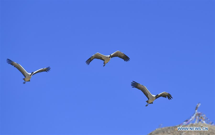 CHINA-TIBET-XIGAZE-BIRDS (CN)