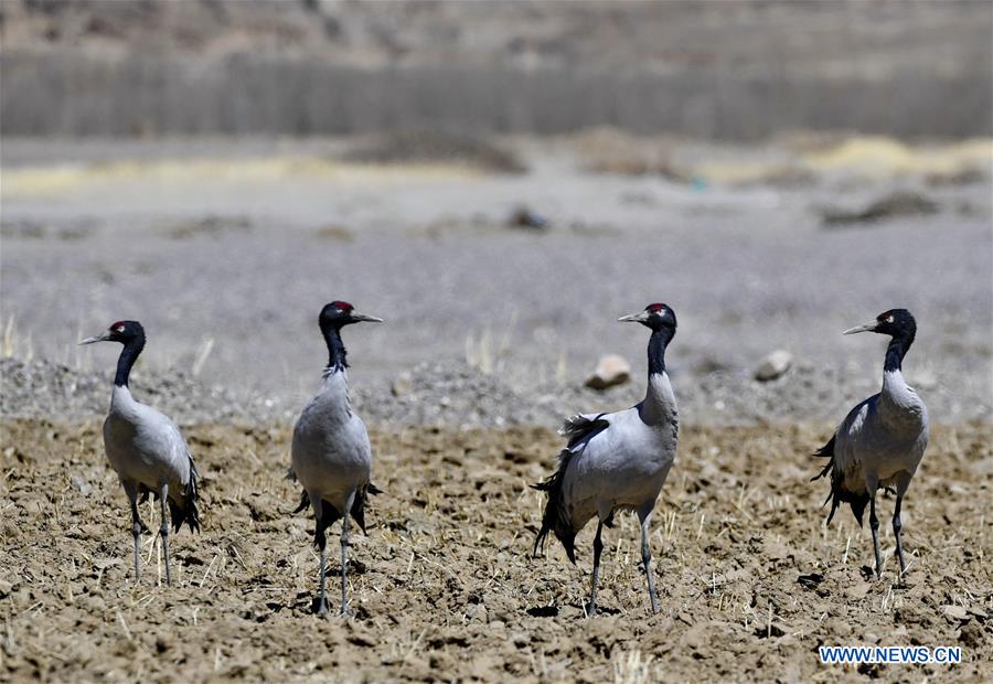 CHINA-TIBET-XIGAZE-BIRDS (CN)