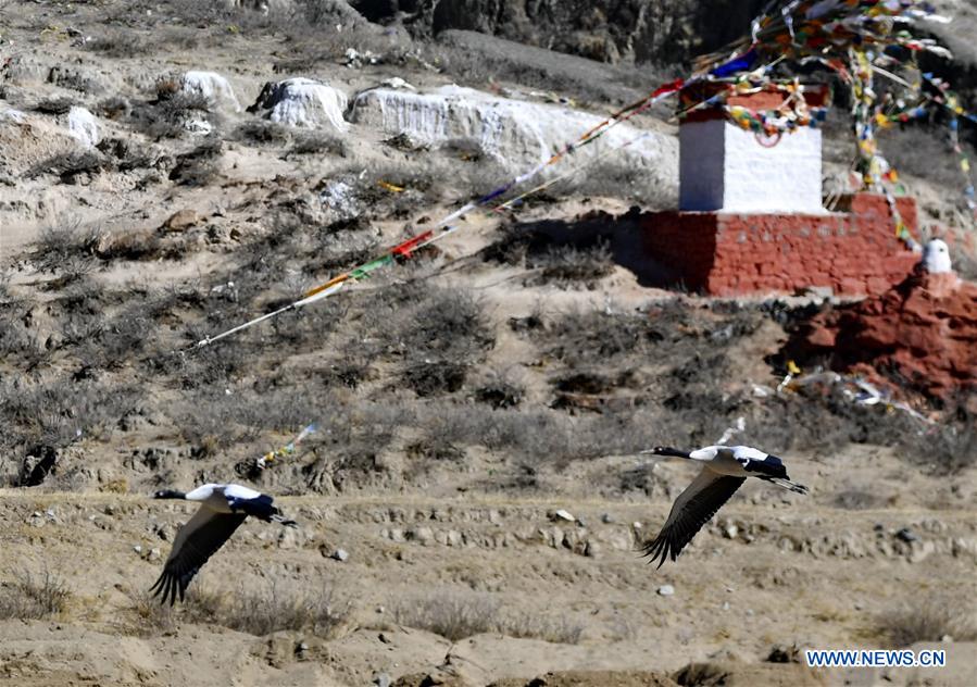 CHINA-TIBET-XIGAZE-BIRDS (CN)