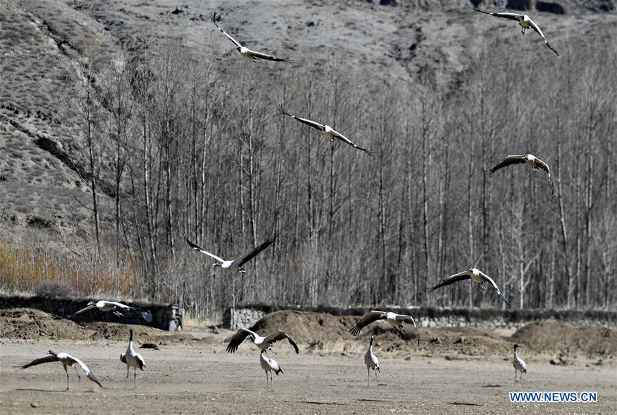 CHINA-TIBET-XIGAZE-BIRDS (CN)