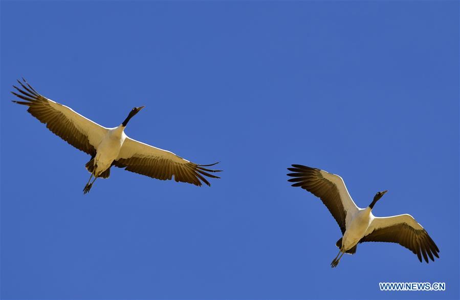 CHINA-TIBET-XIGAZE-BIRDS (CN)