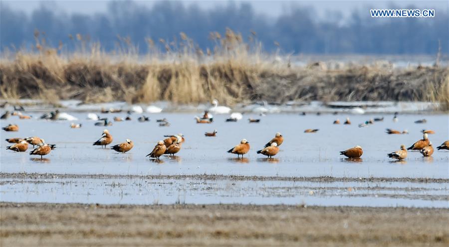 CHINA-HOHHOT-MIGRANT BIRDS (CN)