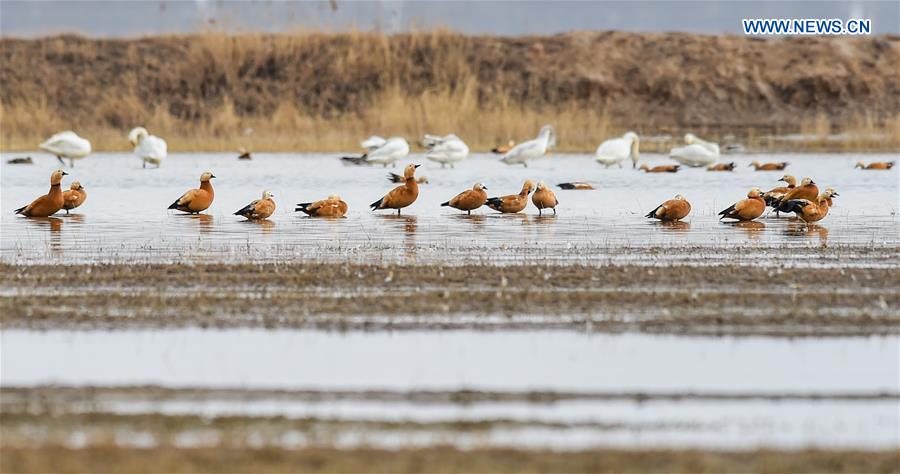 CHINA-HOHHOT-MIGRANT BIRDS (CN)