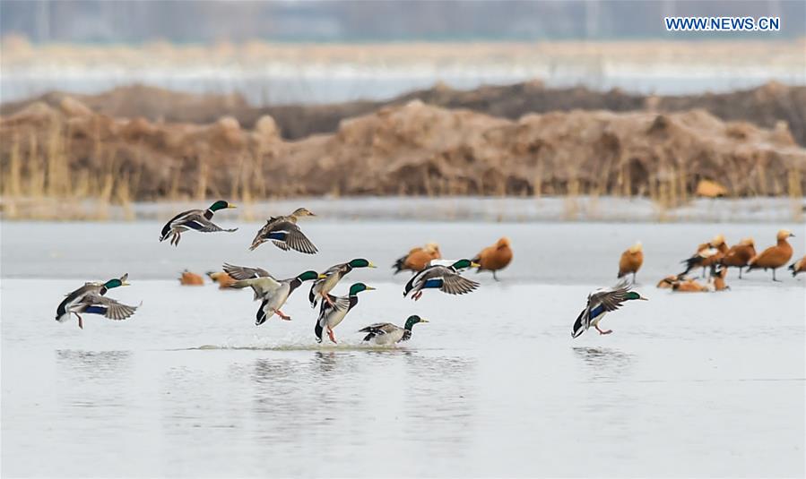 CHINA-HOHHOT-MIGRANT BIRDS (CN)