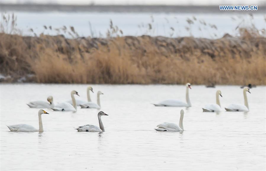 CHINA-HOHHOT-MIGRANT BIRDS (CN)