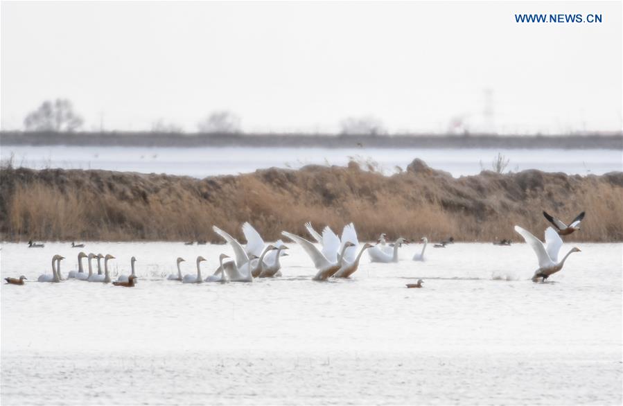 CHINA-HOHHOT-MIGRANT BIRDS (CN)