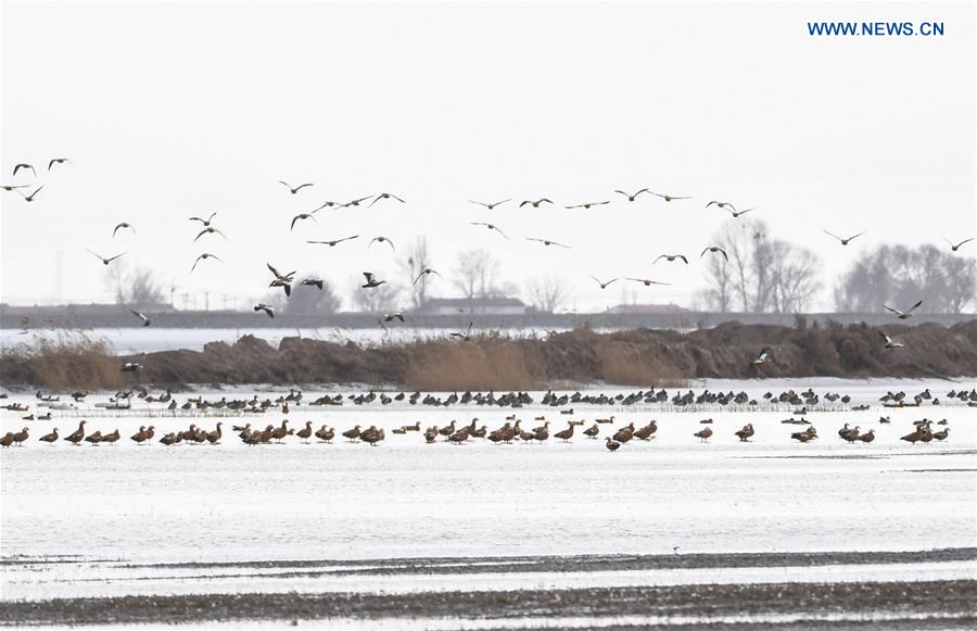 CHINA-HOHHOT-MIGRANT BIRDS (CN)