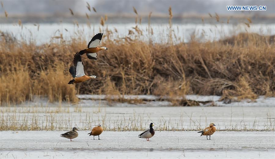 CHINA-HOHHOT-MIGRANT BIRDS (CN)