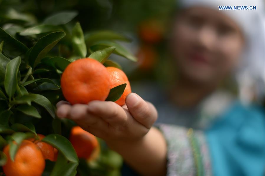 Citrus Planting Bases Organize Villagers to Harvest Citrus Fruit in Guizhou