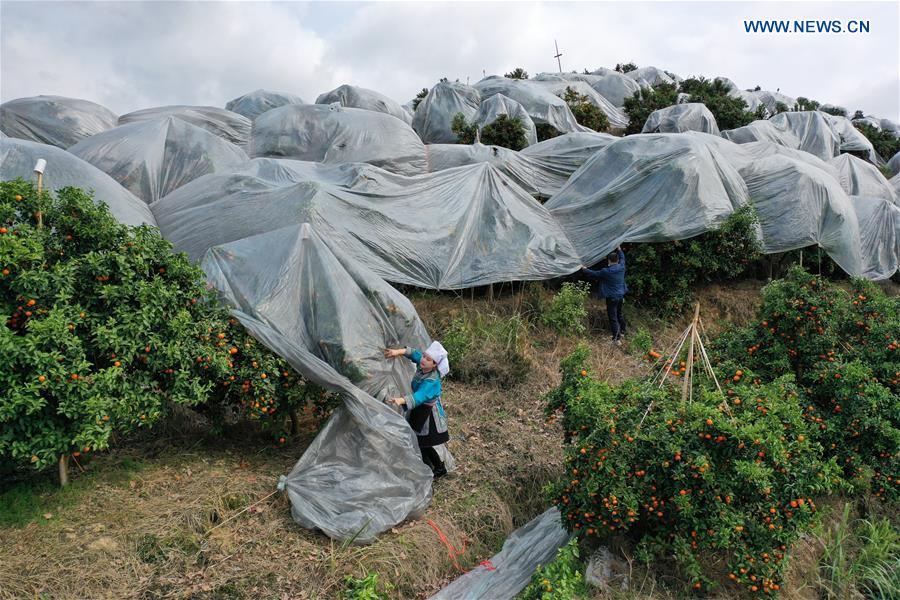 Citrus Planting Bases Organize Villagers to Harvest Citrus Fruit in Guizhou