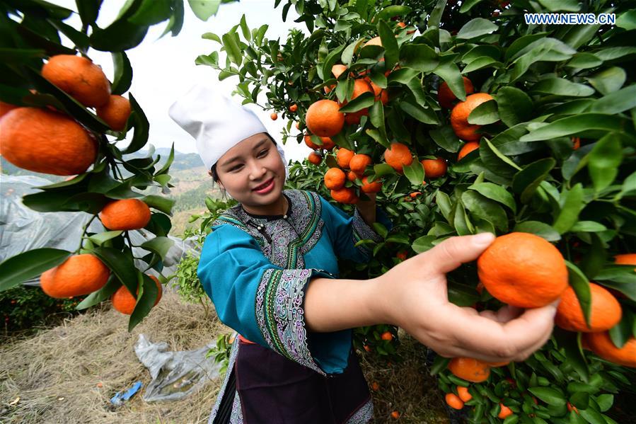 CHINA-GUIZHOU-RONGJIANG-CITRUS FRUIT-PRESERVATION (CN)