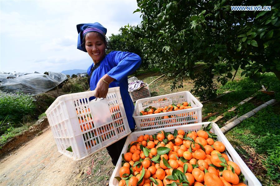 CHINA-GUIZHOU-RONGJIANG-CITRUS FRUIT-PRESERVATION (CN)