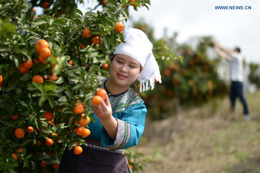 CHINA-GUIZHOU-RONGJIANG-CITRUS FRUIT-PRESERVATION (CN)