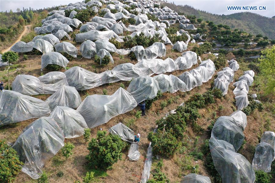 CHINA-GUIZHOU-RONGJIANG-CITRUS FRUIT-PRESERVATION (CN)