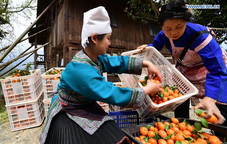 CHINA-GUIZHOU-RONGJIANG-CITRUS FRUIT-PRESERVATION (CN)