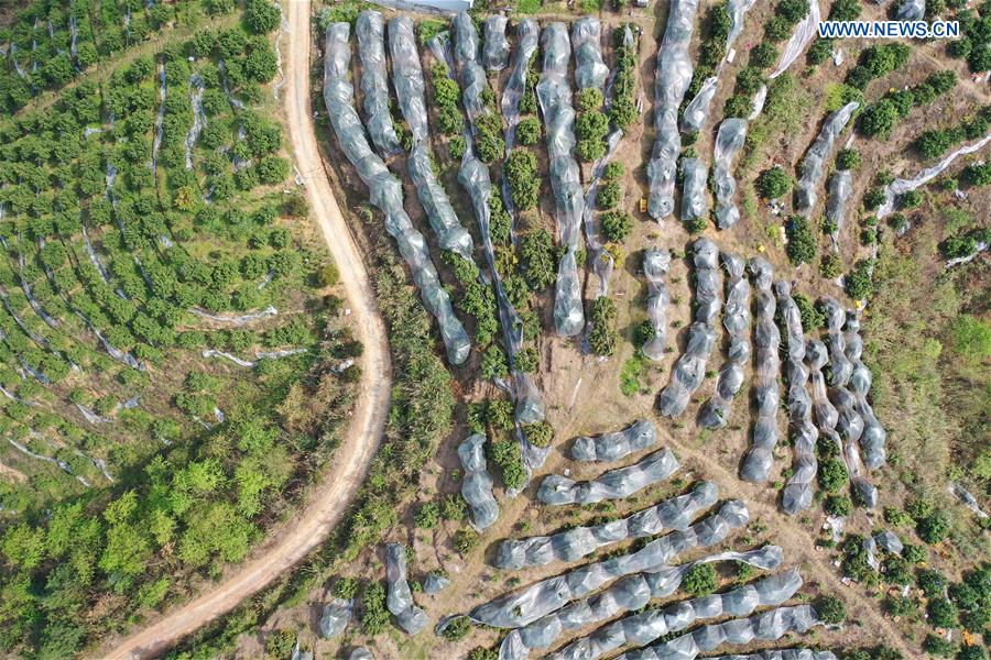 CHINA-GUIZHOU-RONGJIANG-CITRUS FRUIT-PRESERVATION (CN)